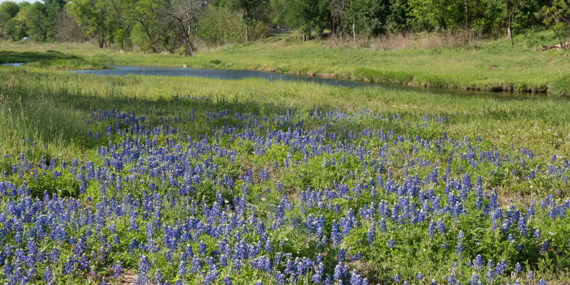 A field of bluebonnets beside a creek near Marble Falls in the Texas Hill Country, with spring trees beyond